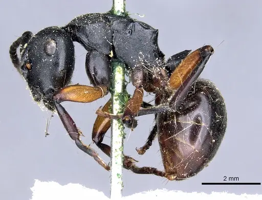 Polyrhachis femorata specimen CASENT0903302 image casent0903302_4