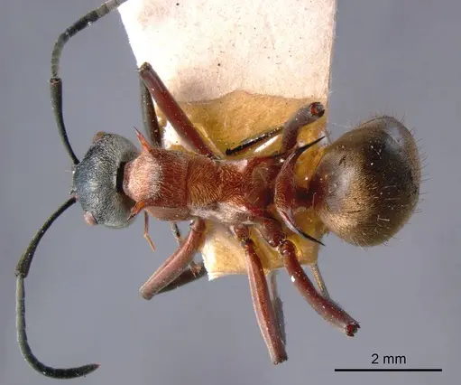 Polyrhachis fervens specimen ANTWEB1008264 image antweb1008264_1