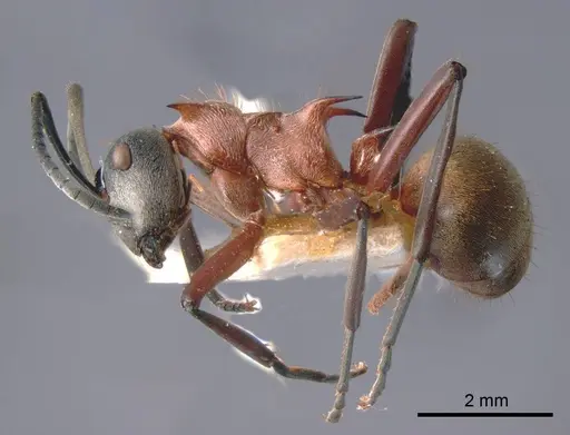 Polyrhachis fervens specimen ANTWEB1008264 image antweb1008264_2