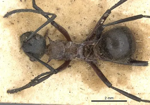 Polyrhachis fervens specimen CASENT0901844 image casent0901844_1