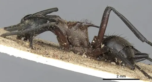 Polyrhachis fervens specimen CASENT0901844 image casent0901844_3
