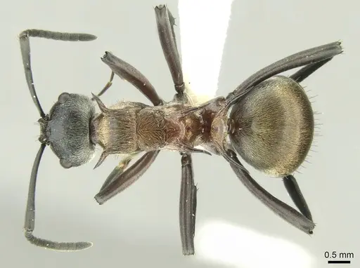 Polyrhachis fervens specimen CASENT0906731 image casent0906731_1