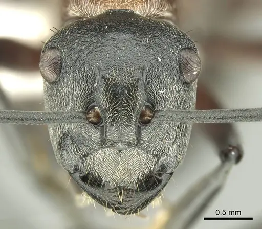 Polyrhachis fervens specimen CASENT0906731 image casent0906731_2