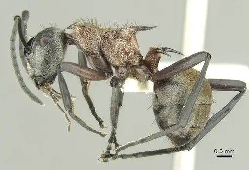 Polyrhachis fervens specimen CASENT0906731 image casent0906731_3