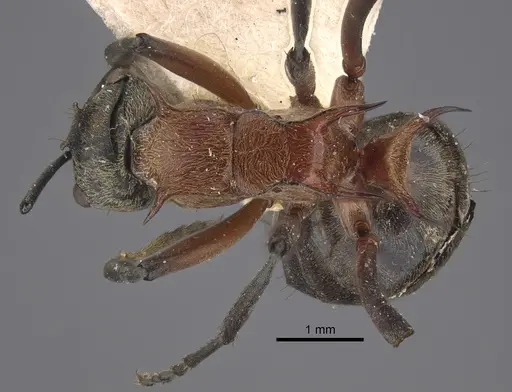 Polyrhachis fervens specimen CASENT0917863 image casent0917863_1