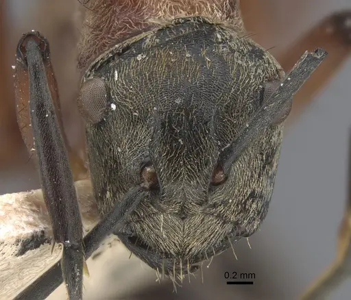 Polyrhachis fervens specimen CASENT0917863 image casent0917863_2