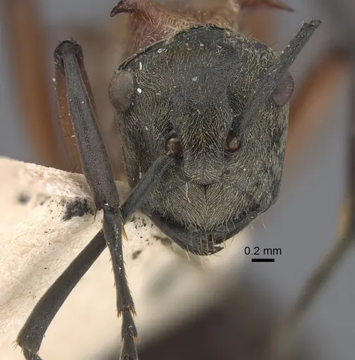Polyrhachis fervens specimen CASENT0917863 image casent0917863_3