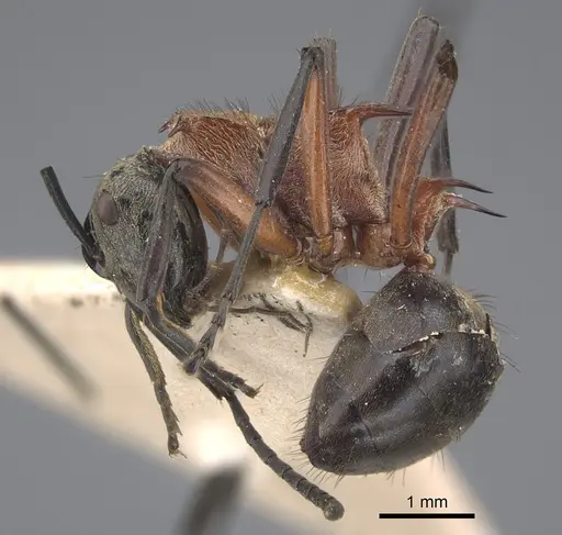 Polyrhachis fervens specimen CASENT0917863 image casent0917863_4