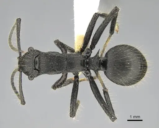 Polyrhachis fisheri specimen CASENT0919957 image casent0919957_1