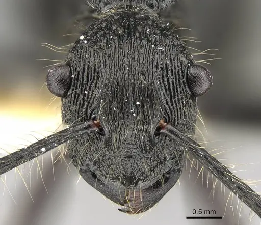 Polyrhachis fisheri specimen CASENT0919957 image casent0919957_2