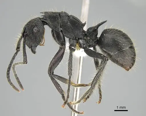 Polyrhachis fisheri specimen CASENT0919957 image casent0919957_3
