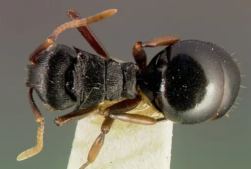 Polyrhachis fissa specimen CASENT0003154 image casent0003154_1