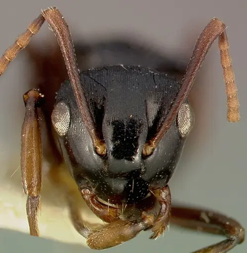 Polyrhachis fissa specimen CASENT0003154 image casent0003154_3