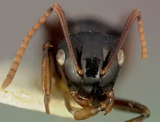 Polyrhachis fissa specimen CASENT0003154 image casent0003154_4