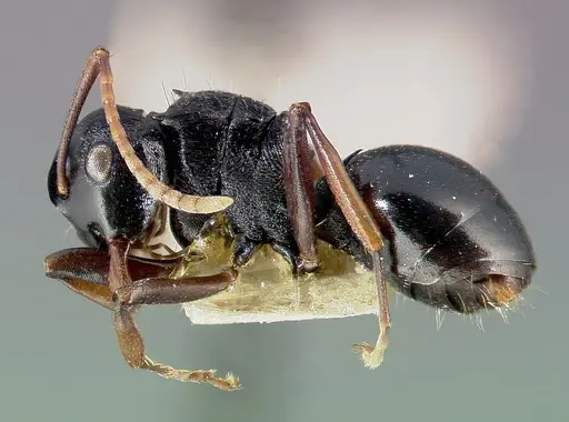 Polyrhachis fissa specimen CASENT0003154 image casent0003154_5