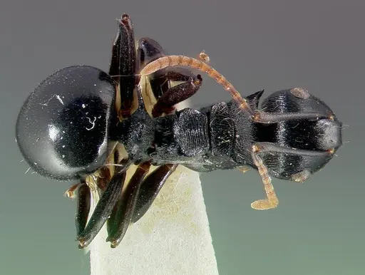 Polyrhachis fissa specimen CASENT0006022 image casent0006022_1