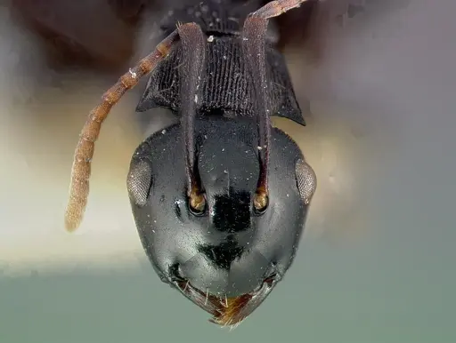 Polyrhachis fissa specimen CASENT0006022 image casent0006022_2