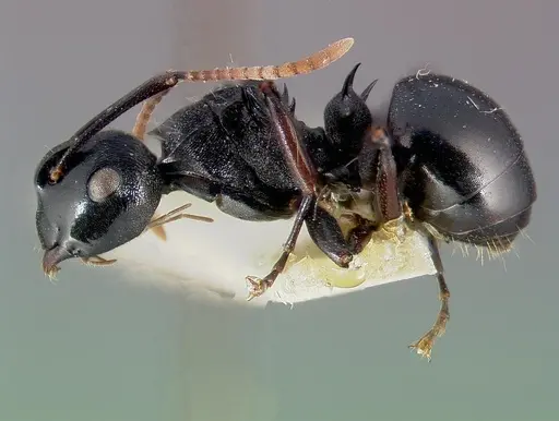 Polyrhachis fissa specimen CASENT0006022 image casent0006022_3