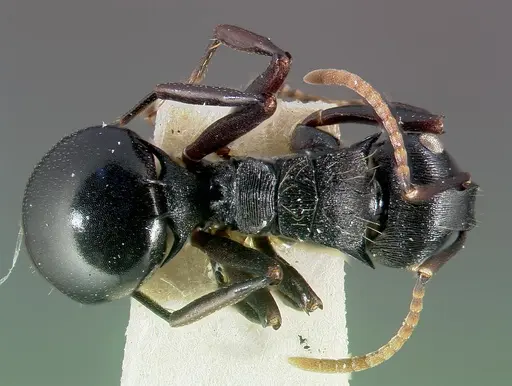 Polyrhachis fissa specimen CASENT0006023 image casent0006023_1