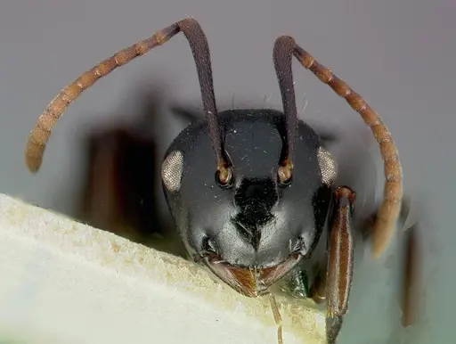 Polyrhachis fissa specimen CASENT0006023 image casent0006023_2