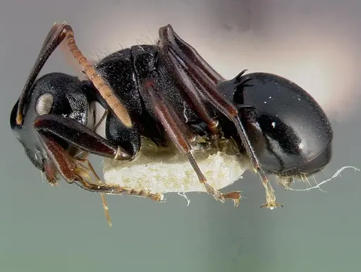 Polyrhachis fissa specimen CASENT0006023 image casent0006023_3