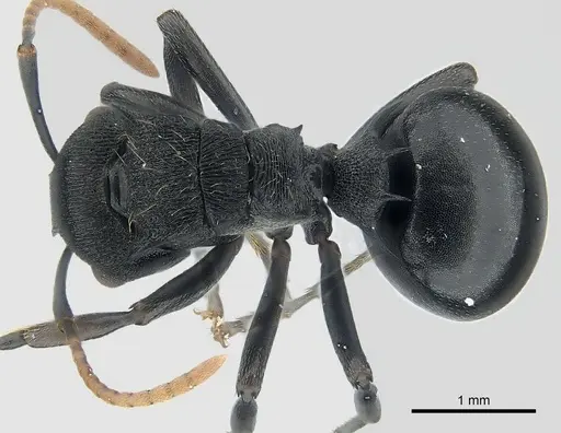Polyrhachis fissa specimen CASENT0227530 image casent0227530_1
