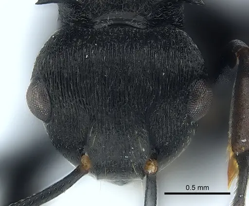 Polyrhachis fissa specimen CASENT0227530 image casent0227530_2