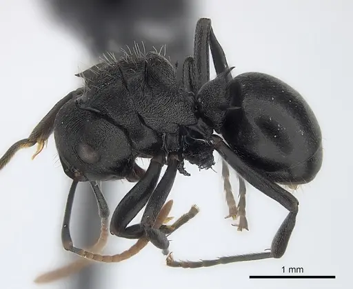 Polyrhachis fissa specimen CASENT0227530 image casent0227530_3