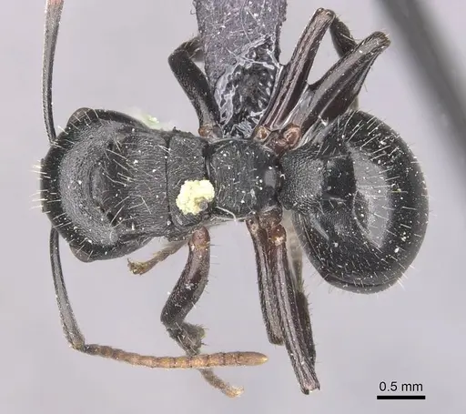 Polyrhachis fissa specimen CASENT0910948 image casent0910948_1
