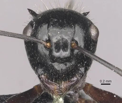 Polyrhachis fissa specimen CASENT0910948 image casent0910948_2