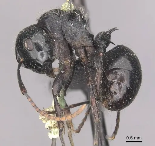 Polyrhachis fissa specimen CASENT0910948 image casent0910948_3