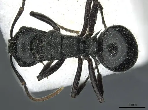 Polyrhachis fissa specimen CASENT0912119 image casent0912119_1
