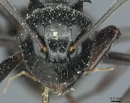 Polyrhachis fissa specimen CASENT0912119 image casent0912119_2