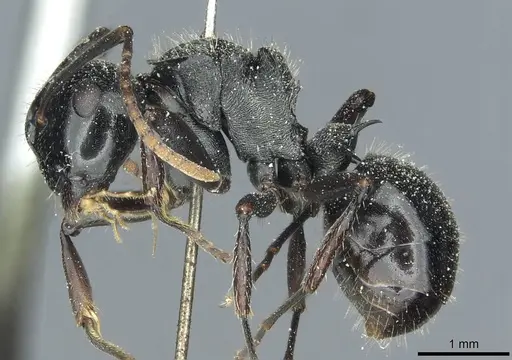 Polyrhachis fissa specimen CASENT0912119 image casent0912119_3