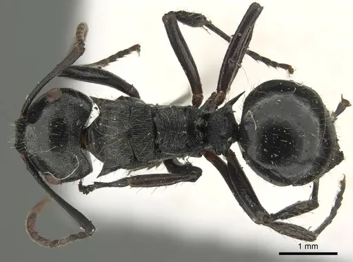 Polyrhachis fissa specimen CASENT0915812 image casent0915812_1