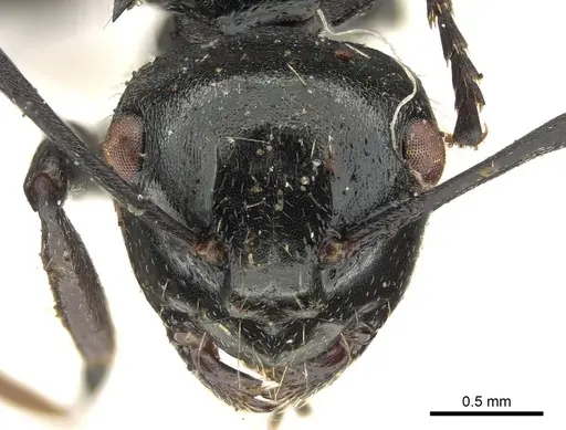 Polyrhachis fissa specimen CASENT0915812 image casent0915812_2