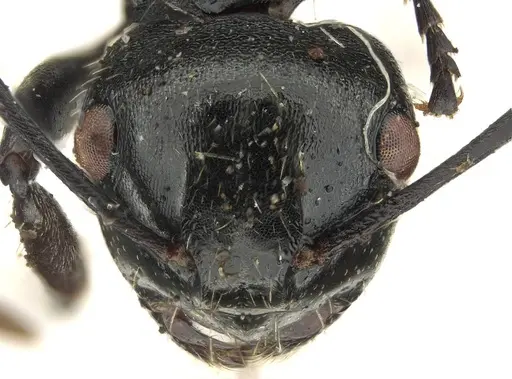 Polyrhachis fissa specimen CASENT0915812 image casent0915812_3