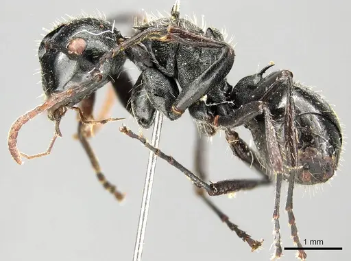Polyrhachis fissa specimen CASENT0915812 image casent0915812_4