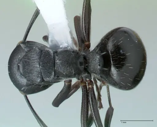 Polyrhachis fissa specimen FOCOL1787-1 image focol1787-1_1