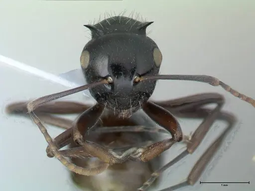Polyrhachis fissa specimen FOCOL1787-1 image focol1787-1_2