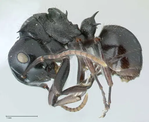 Polyrhachis fissa specimen FOCOL1787-1 image focol1787-1_3
