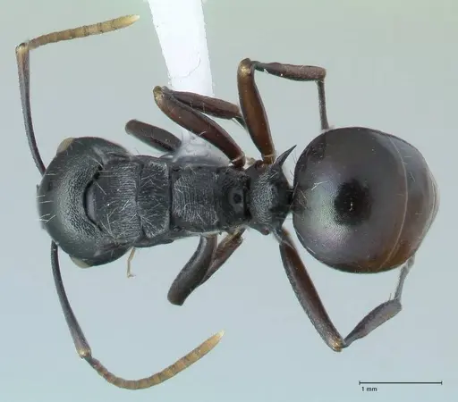 Polyrhachis fissa specimen FOCOL1787-2 image focol1787-2_1