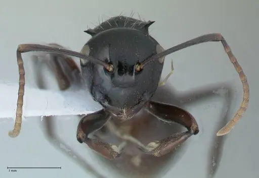 Polyrhachis fissa specimen FOCOL1787-2 image focol1787-2_2