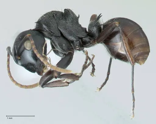 Polyrhachis fissa specimen FOCOL1787-2 image focol1787-2_3