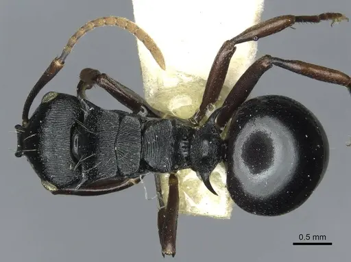 Polyrhachis fissa specimen RMCAENT000017822 image rmcaent000017822_1