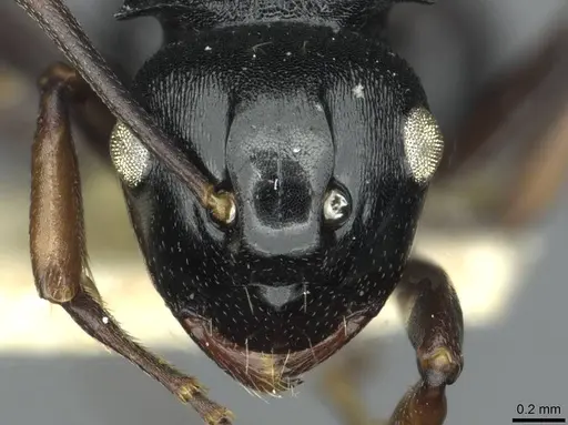 Polyrhachis fissa specimen RMCAENT000017822 image rmcaent000017822_2