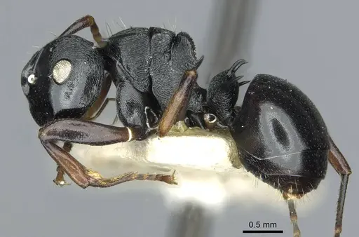 Polyrhachis fissa specimen RMCAENT000017822 image rmcaent000017822_3
