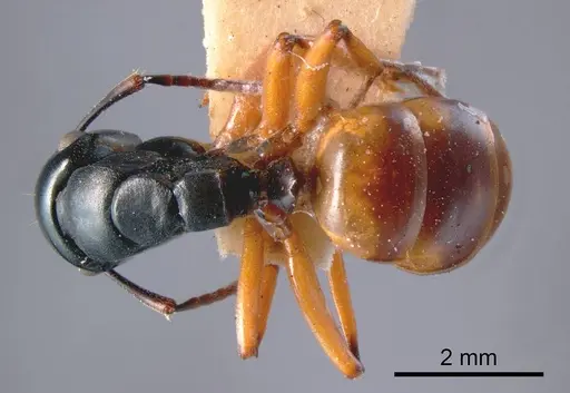 Polyrhachis flavibasis specimen ANTWEB1008261 image antweb1008261_1