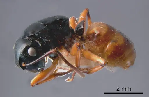 Polyrhachis flavibasis specimen ANTWEB1008261 image antweb1008261_2