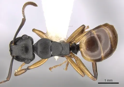 Polyrhachis flavibasis specimen CASENT0281344 image casent0281344_1